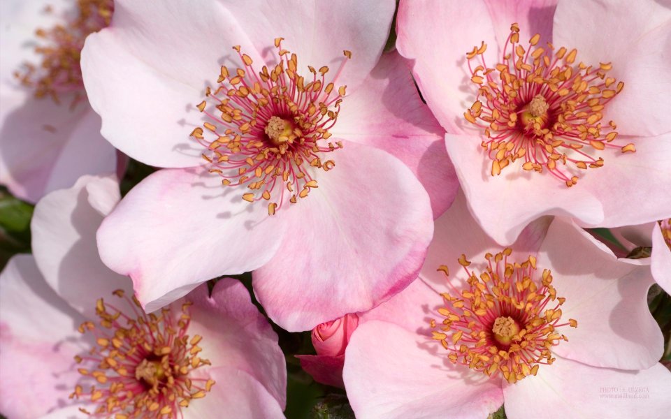 Pink Rose Flowers Meilland Astronomia2