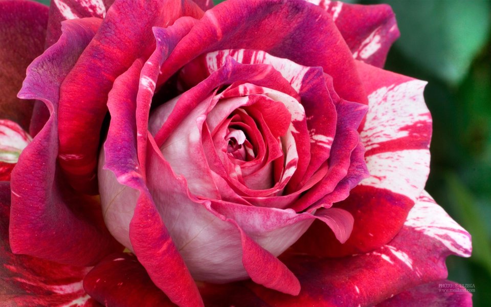 Meilland Julio Iglesias Rose Flower Special