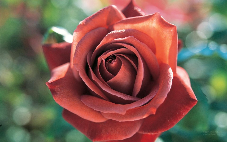 Red Rose Flower Special Closeup Water Droplets Romantic
