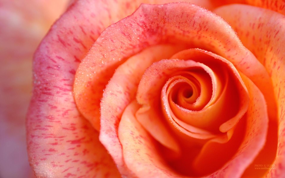 Orange Pink Rose Macro Water Droplets Spiral