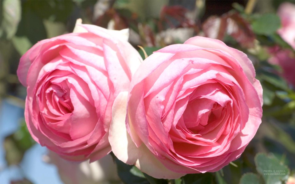 Meilland Pierre De Ronsard Rose Pink Blooms