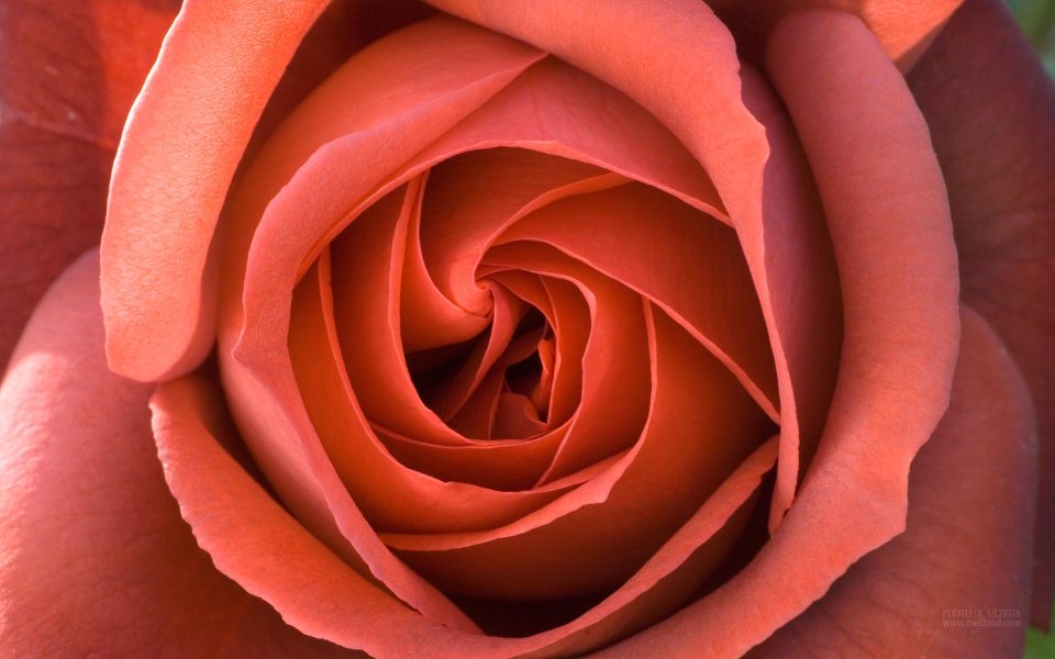 Orange Rose Macro Photography