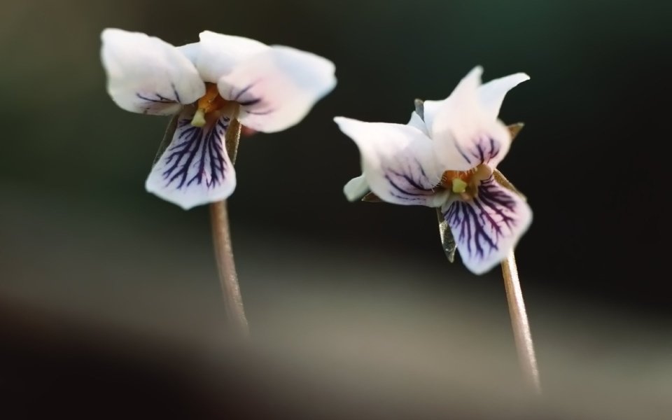 White Purple Vein Flower Macro Shot