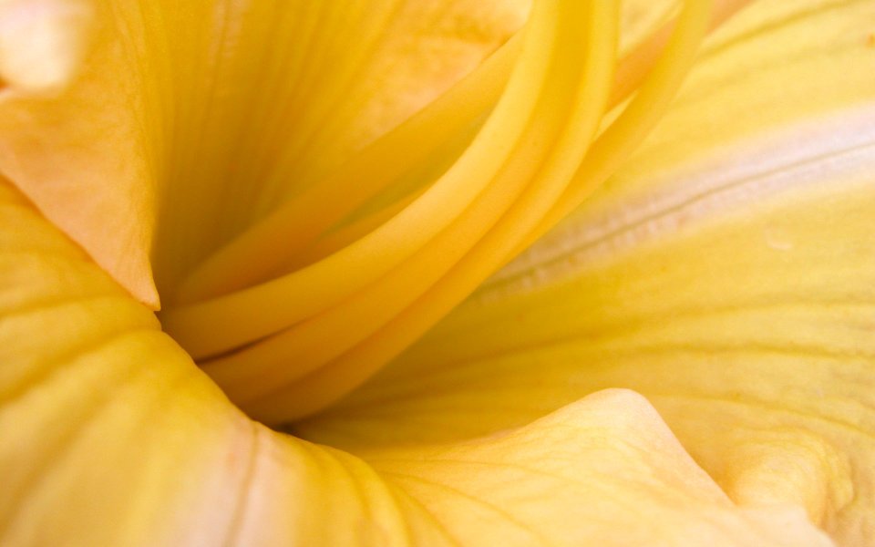 MSwanson Yellow Lily Macro