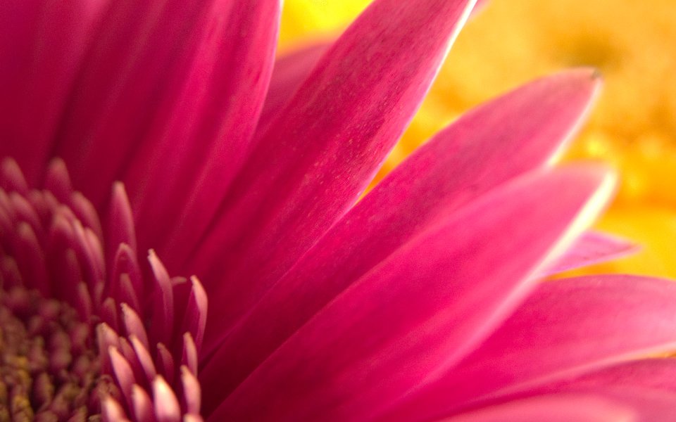 MSwanson Pink Daisy Macro