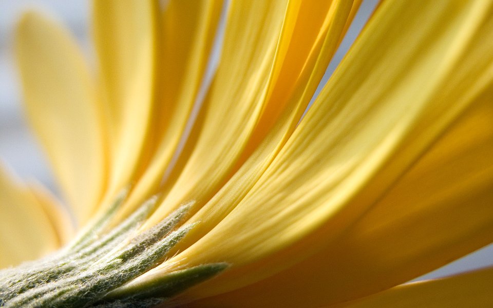 MSwanson Yellow Daisy Macro