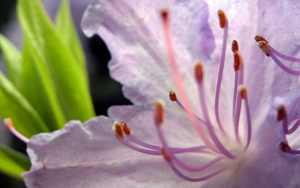 MSwanson Purple Flower Macro