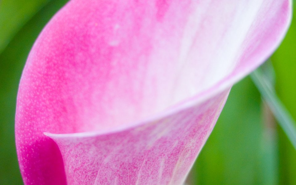 MSwanson Pink Calla Lily Macro