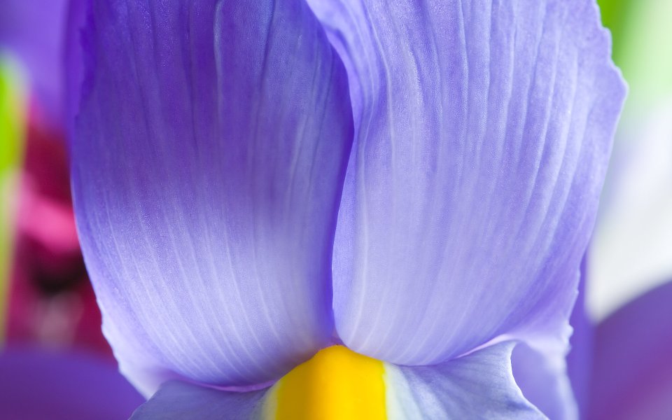 MSwanson Purple Iris 26