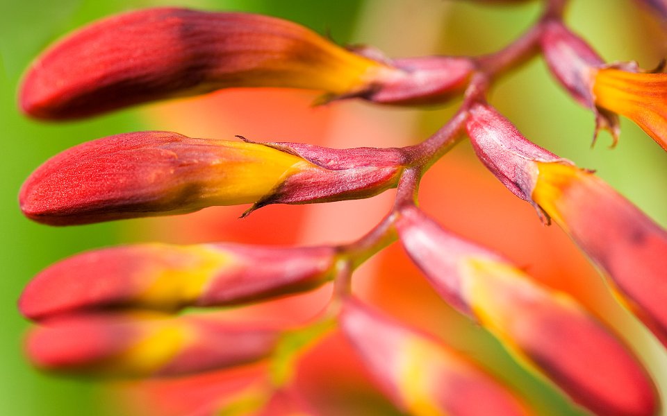 MSwanson Flower 27 Rainbow Buds