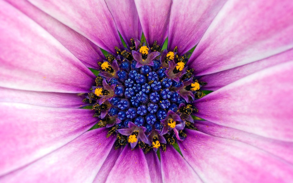 MSwanson Flower 29