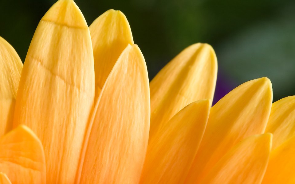 MSwanson Orange Gerbera Daisy Macro