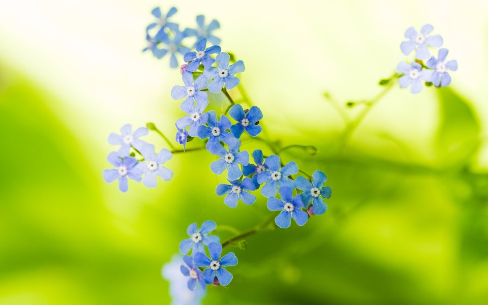 MSwanson Blue Mugwort