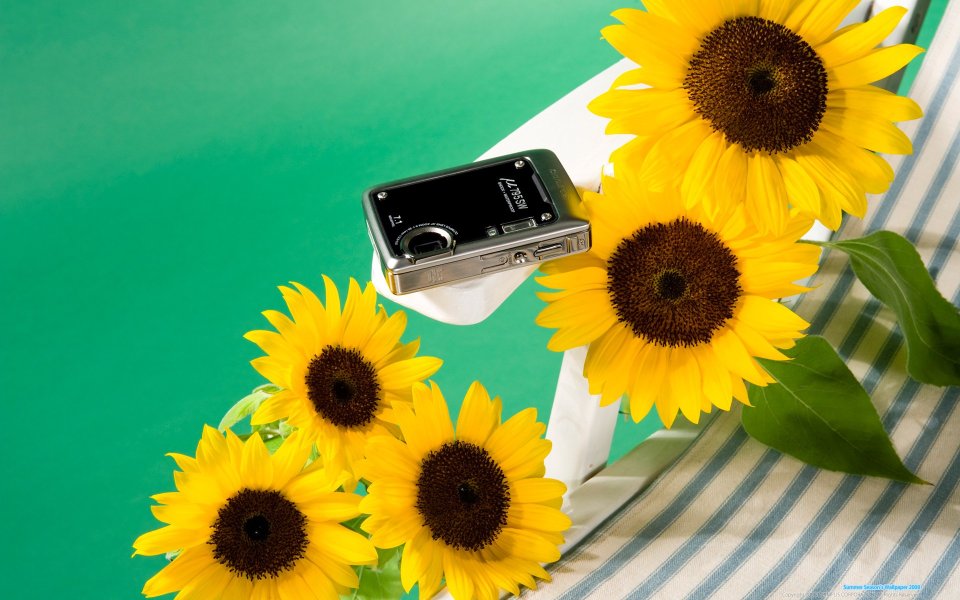 Olympus Camera Sunflowers Still Life