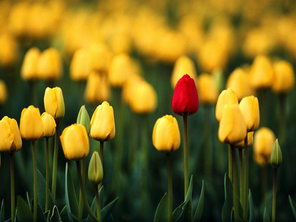 One Red Tulip In Yellow Flower Field