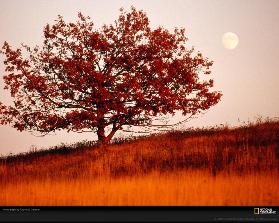 American Autumn Solitary Tree Full Moon