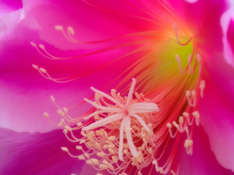Pink Cactus Flower Closeup