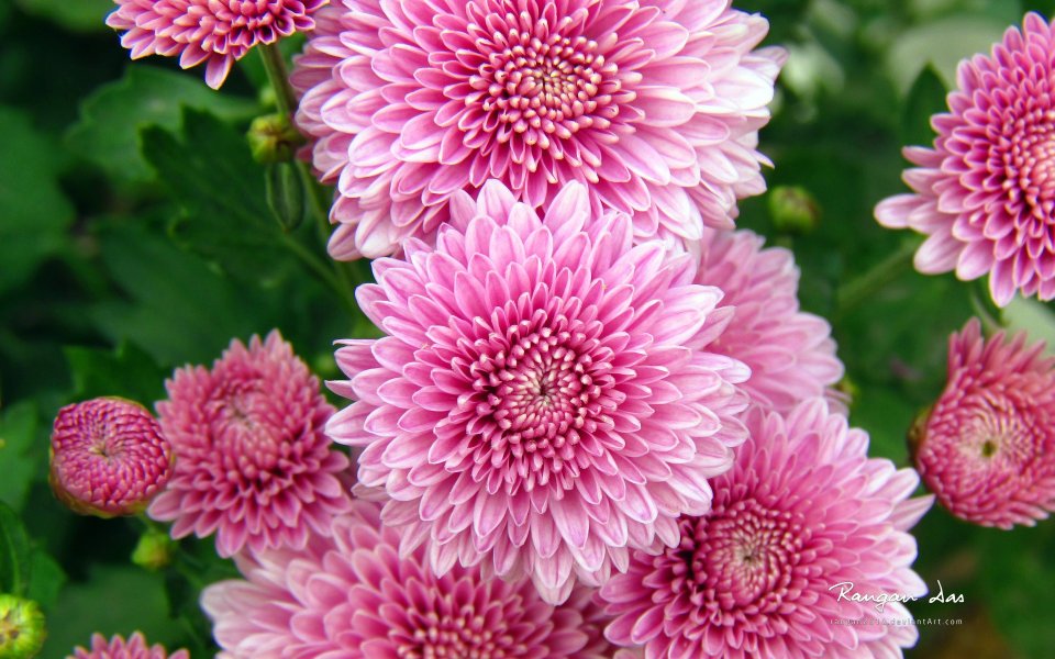 粉色菊花特写摄影