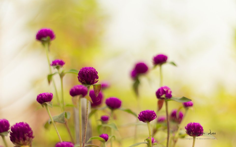 Japanese Purple Blossom Nature Scene