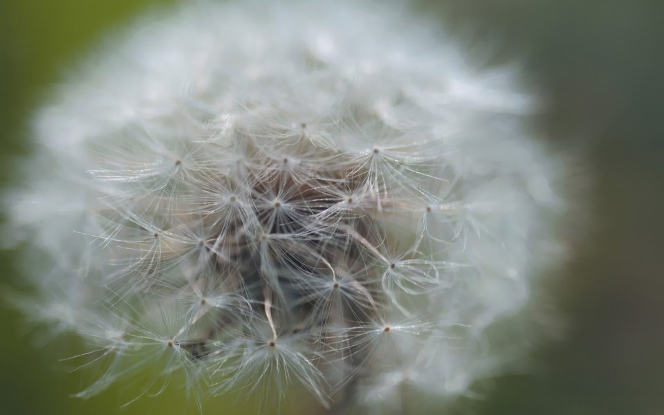 Macro Photography Of Dandelion Seeds