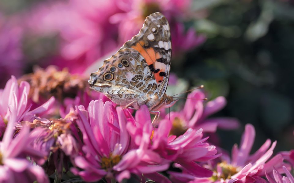 Beautiful Butterfly On Pink Flowers