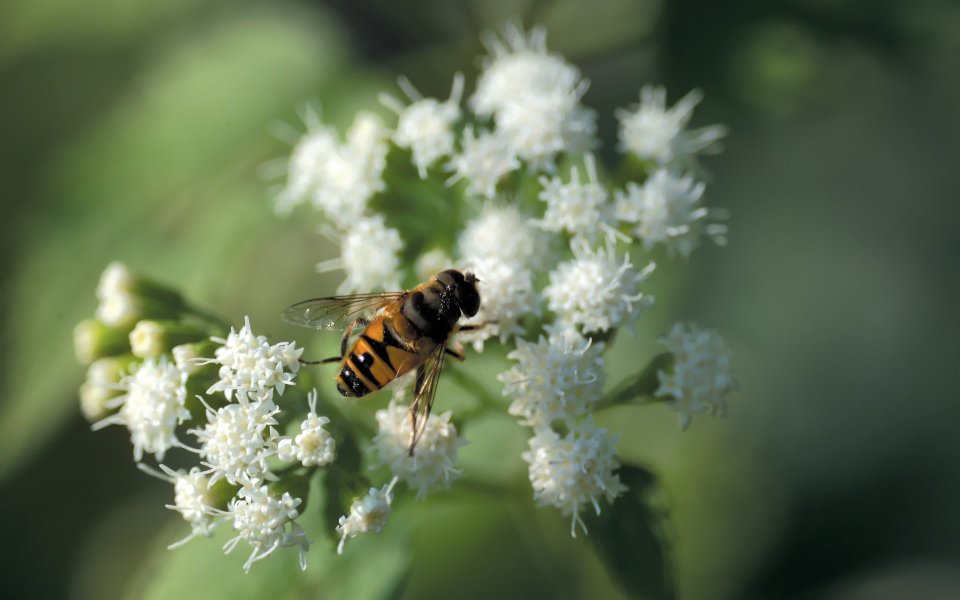 Hoverfly On White Flowers Macro