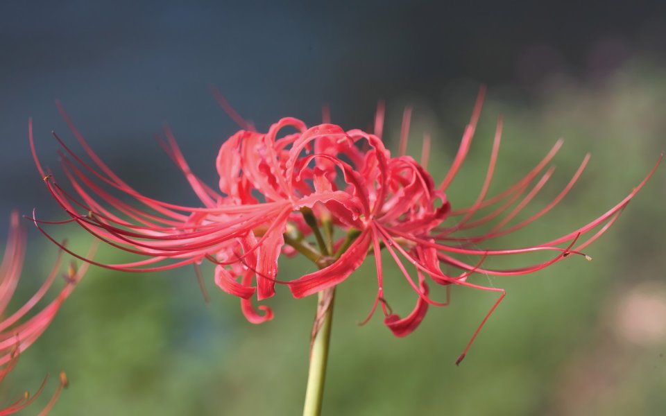 Blooming Red Spider Lily Macro