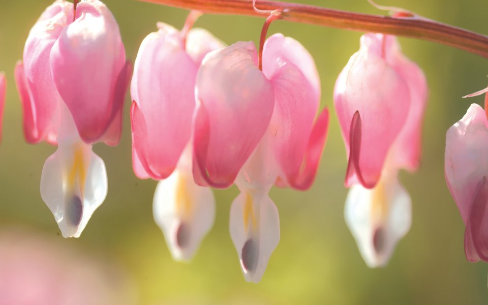 Pink Bleeding Heart Flower Macro