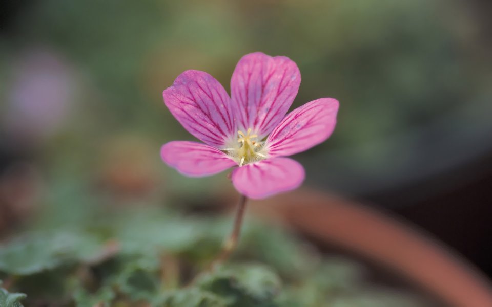 粉色老鹳草花朵微距特写