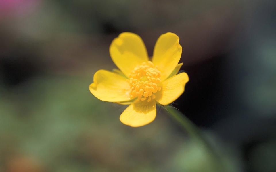 Fresh Yellow Buttercup Macro Photography
