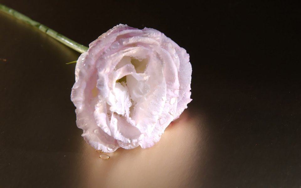 Pale Pink Lisianthus Flower With Dew Drops