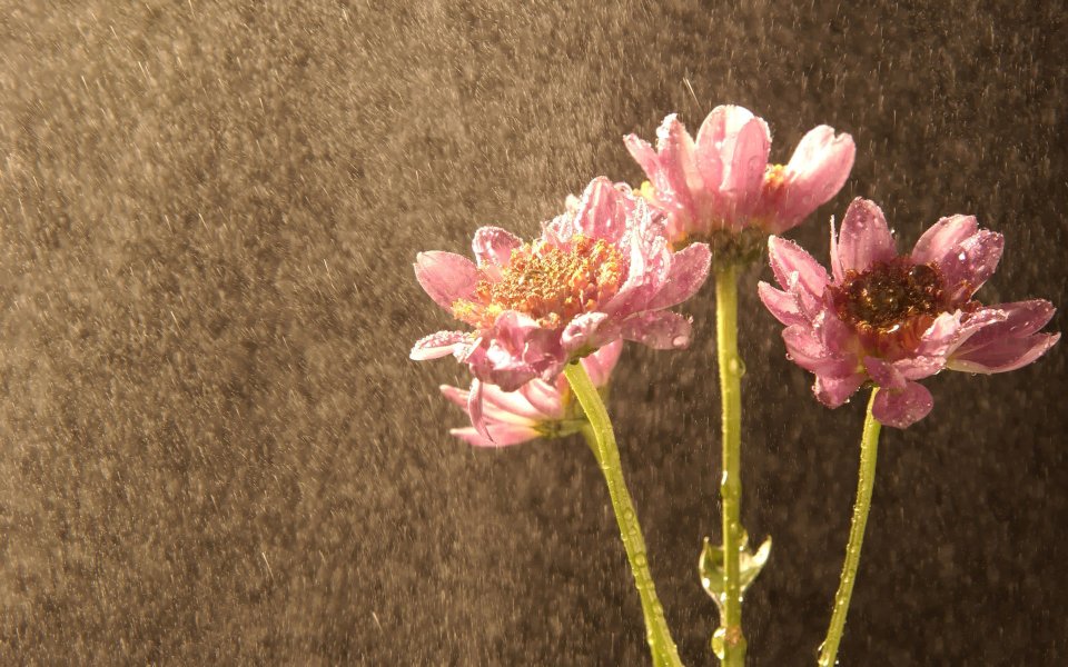 Pink Chrysanthemums In The Rain
