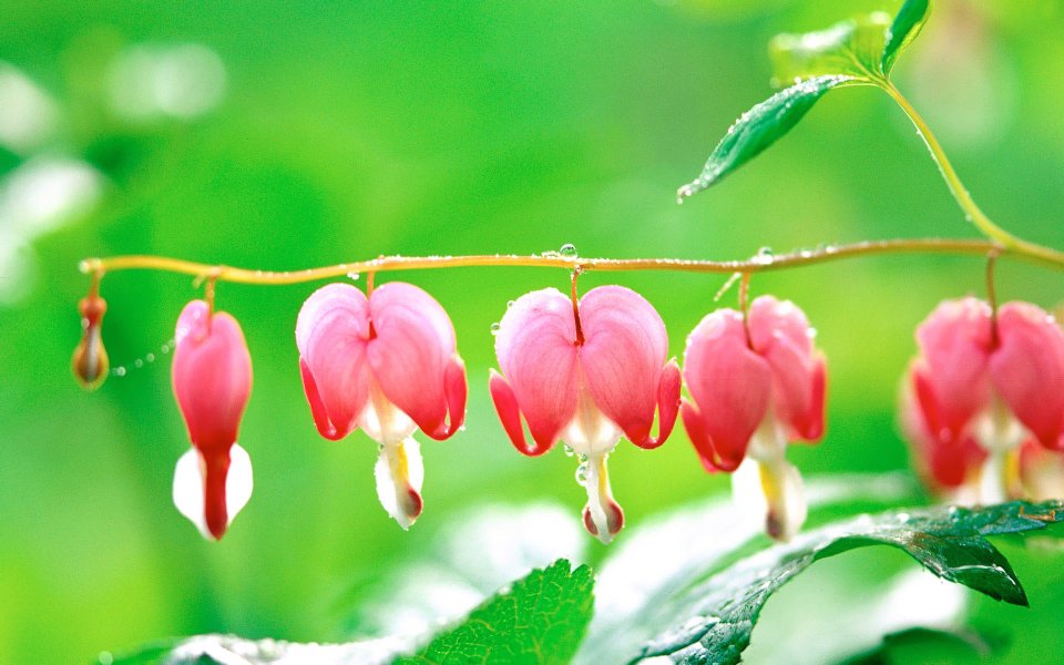 Korean Floral Photography Collection
