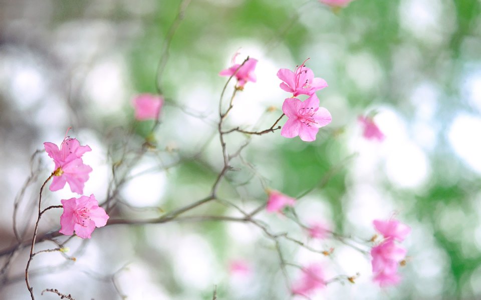 Fresh Pink Azalea Flowers In Spring