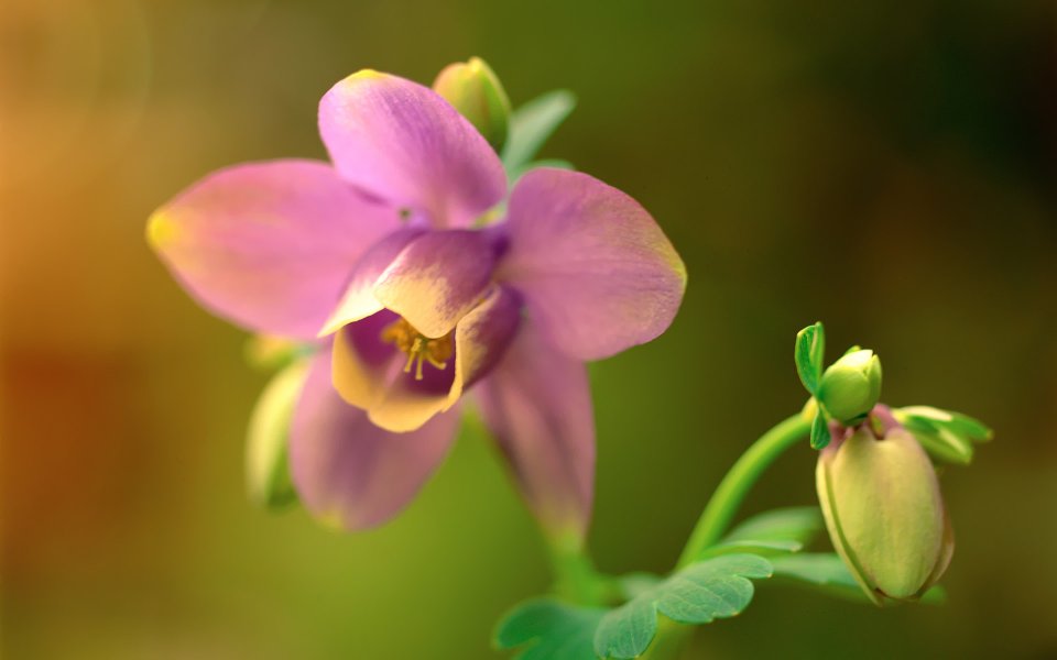 Macro Photography Of Purple Columbine Flower