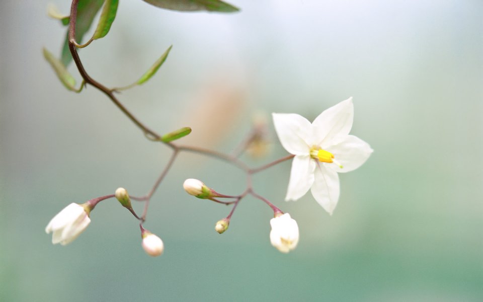 Delicate White Flower And Buds