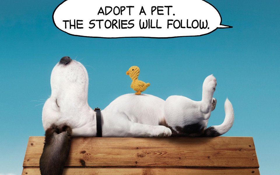 Puppy On Wooden Box With Yellow Duck