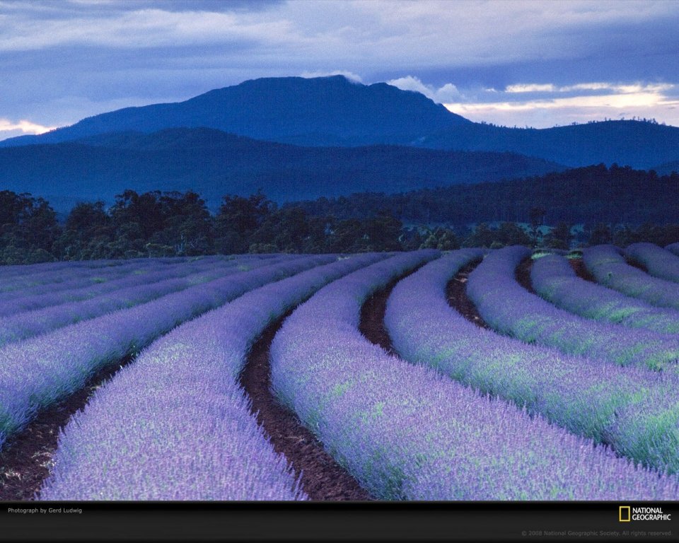 Australian Lavender Fields Mountain Sunset
