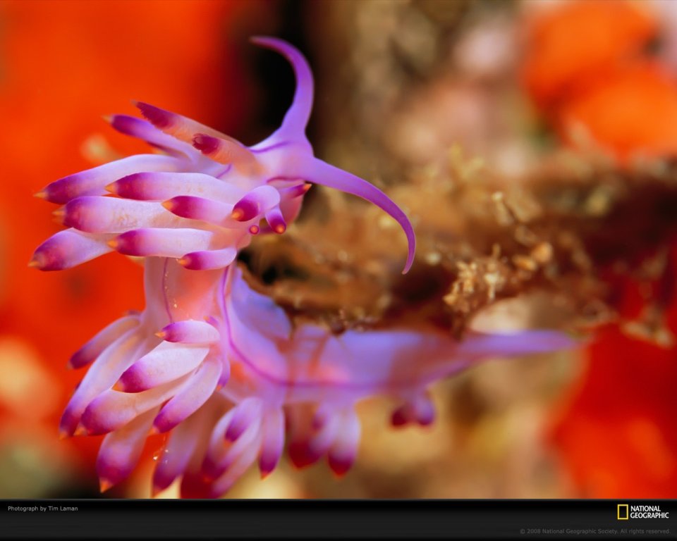 Purple Nudibranch Underwater National Geographic