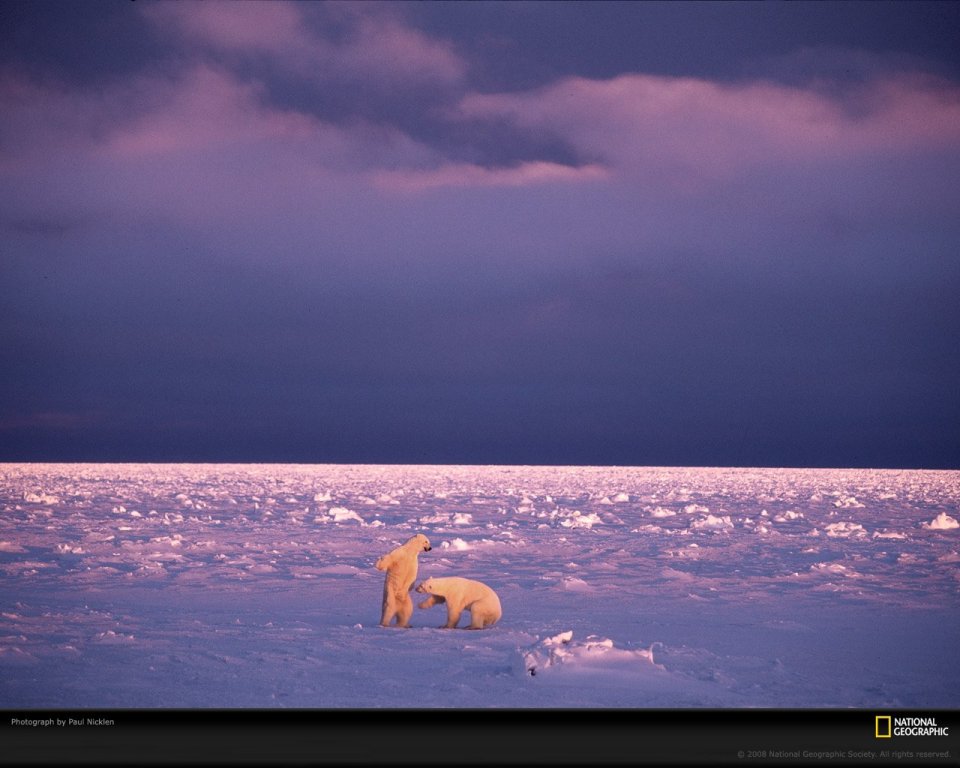 Polar Bears Playing On Arctic Ice