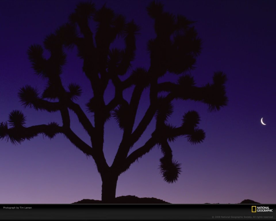 Joshua Tree National Park Night Silhouette