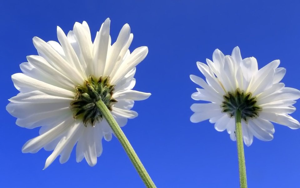 Two Daisies And Blue Sky