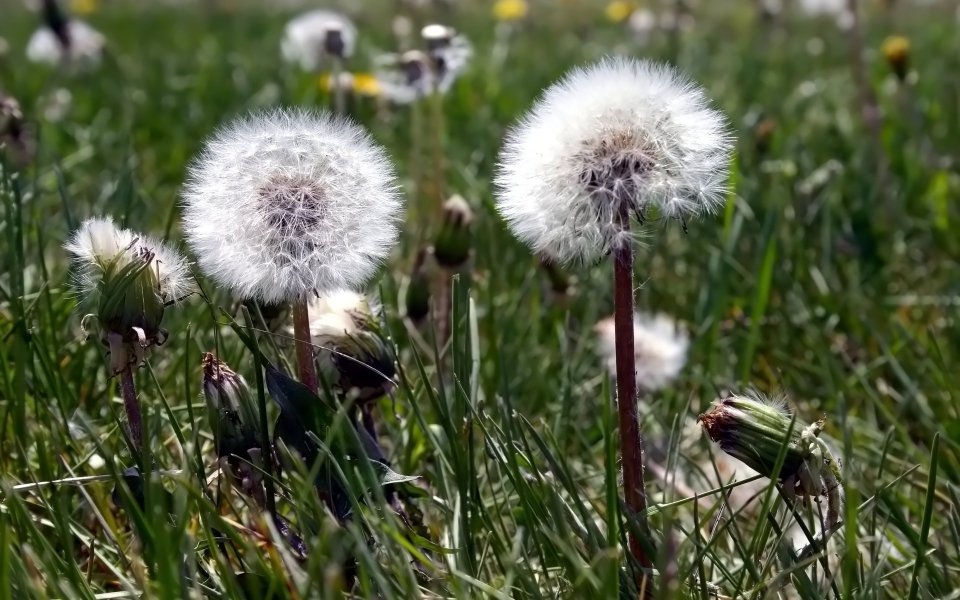 北欧草地上的蒲公英种子头「春日治愈系自然风光」