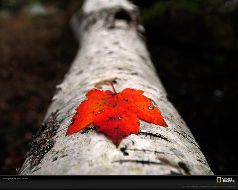 Red Leaf On White Birch Tree Canada