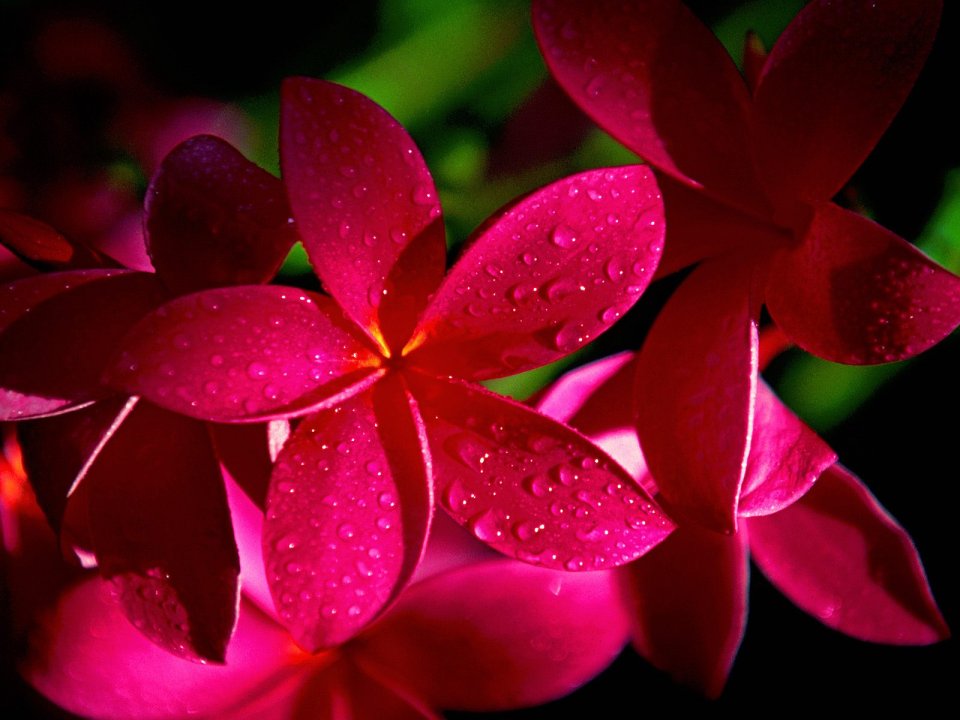 红鸡蛋花雨滴特写