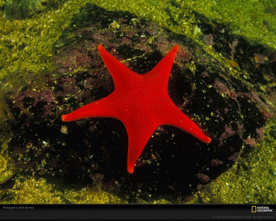 红色海星栖息于珊瑚礁的海底景象