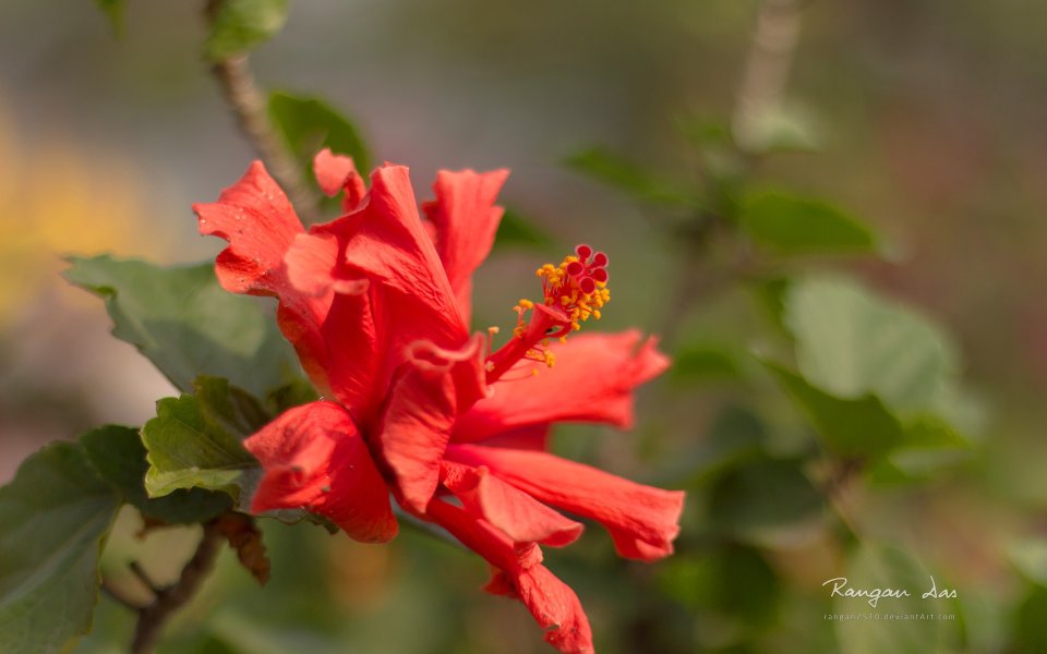 Red Hibiscus Flower Closeup