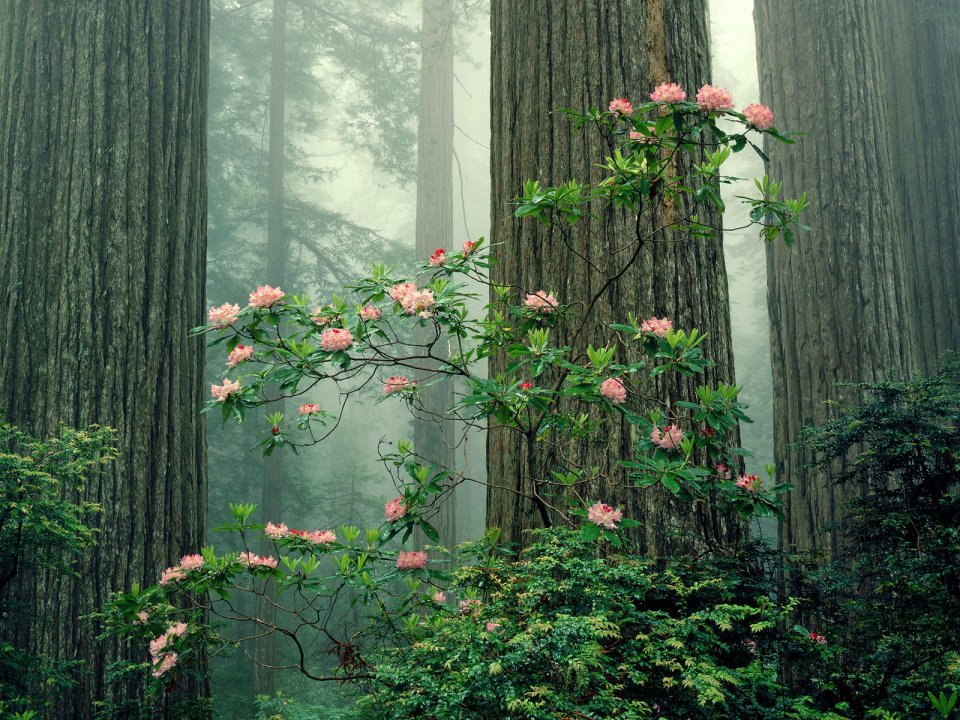 Rhododendrons In Bloom Redwood National Park