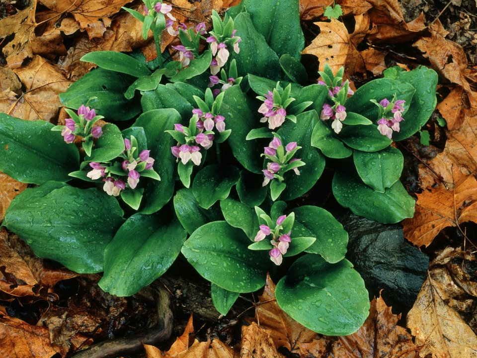 Showy Orchis Bloom Great Smoky Mountains