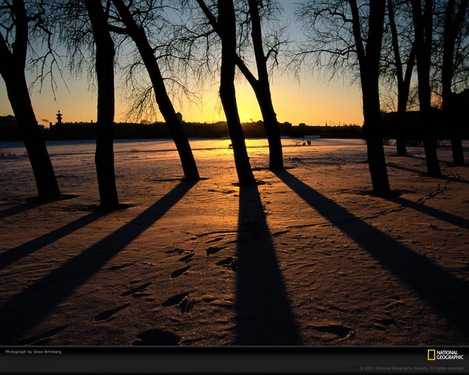 Northern Snowy Sunset Trees